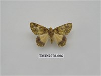 藏品(尺蛾348)的圖片